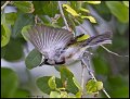 _B210893 chestnut-sided warbler